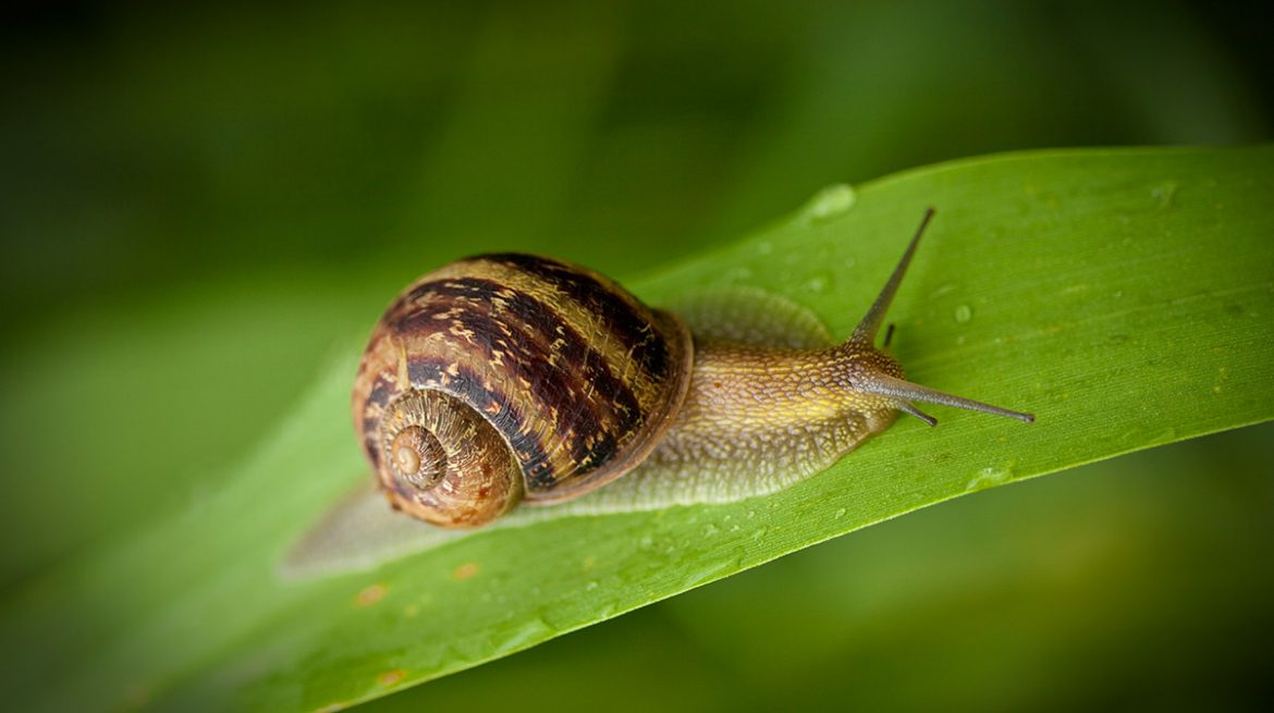 Cómo ahuyentar caracoles