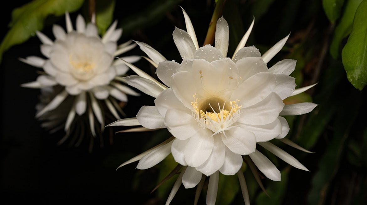 Cactus dama de noche