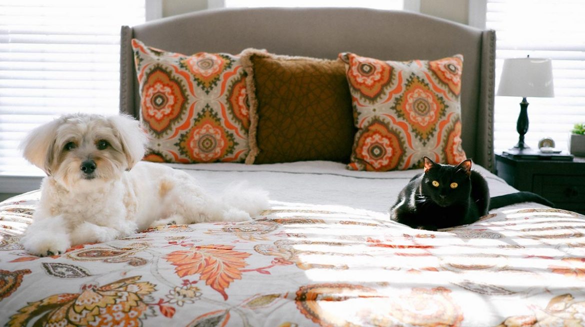 Huevos de pulgas en la cama