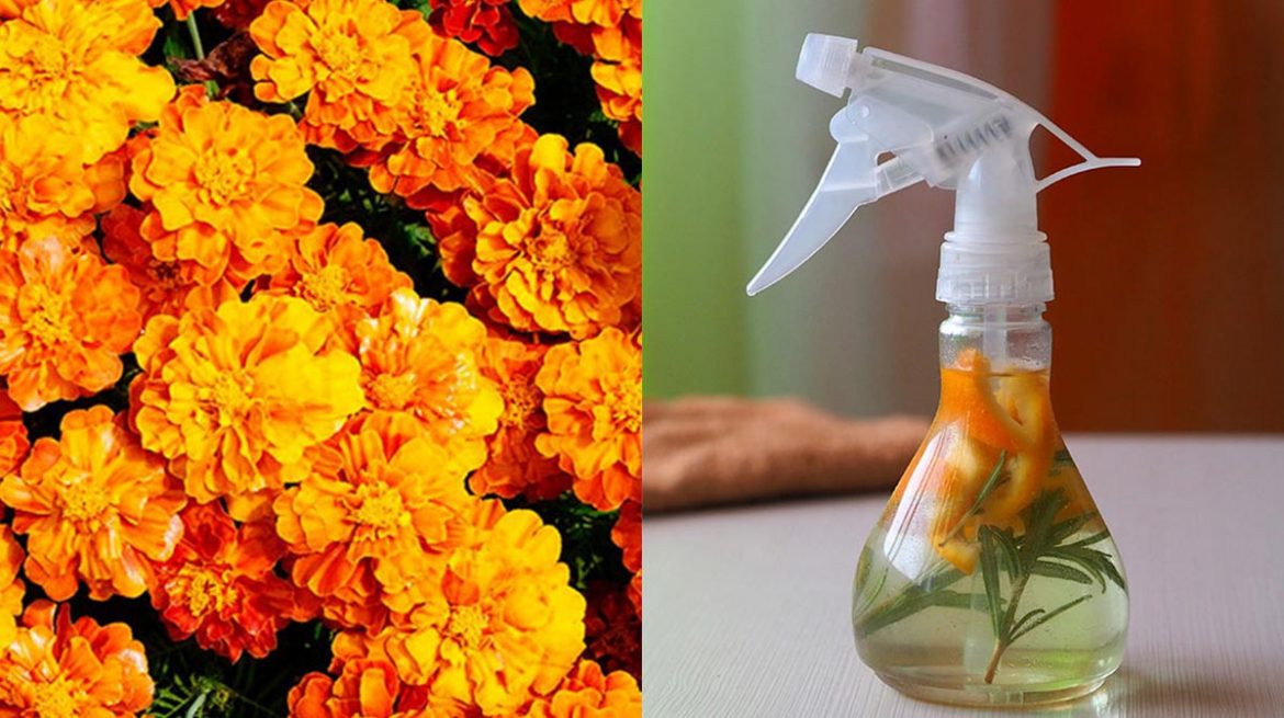 Insecticida casero de flores de cempasúchil