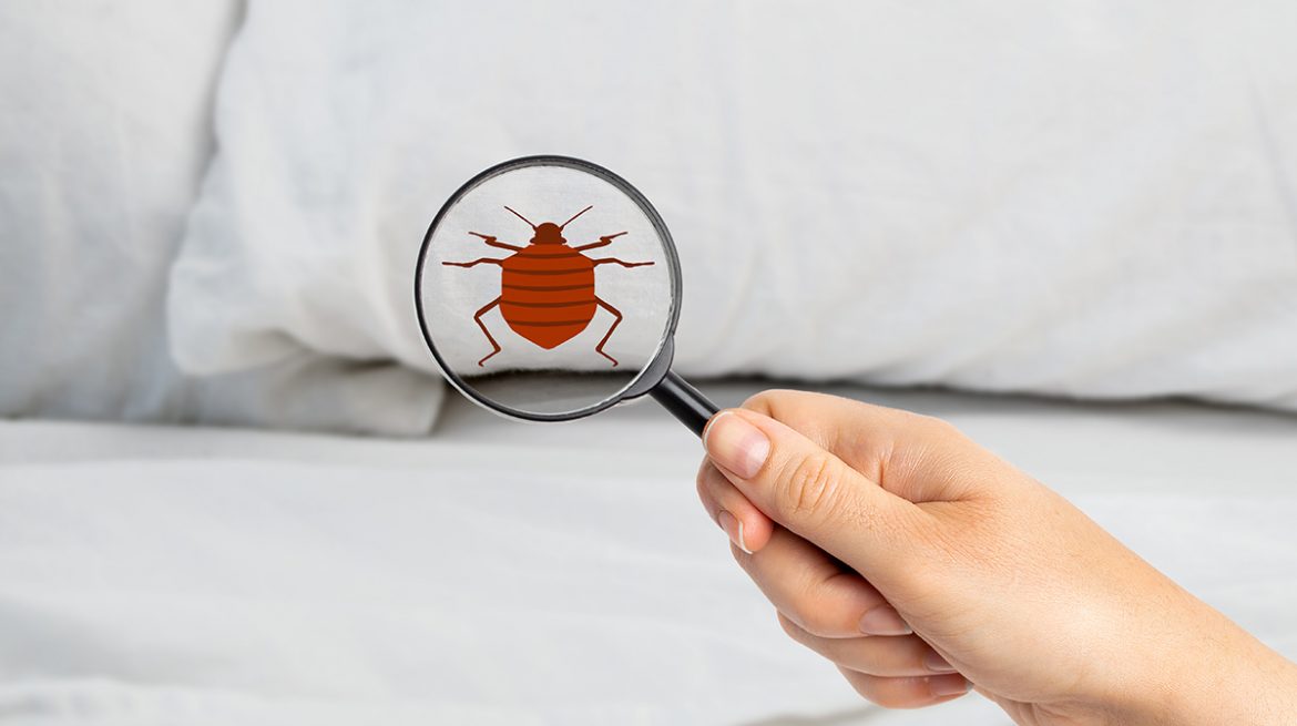 Insecticida para chinches casero