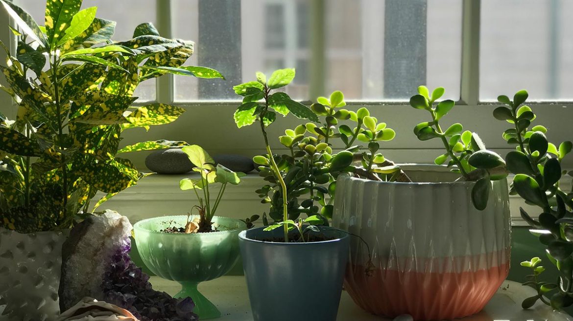 Abono de gelatina para plantas de interior