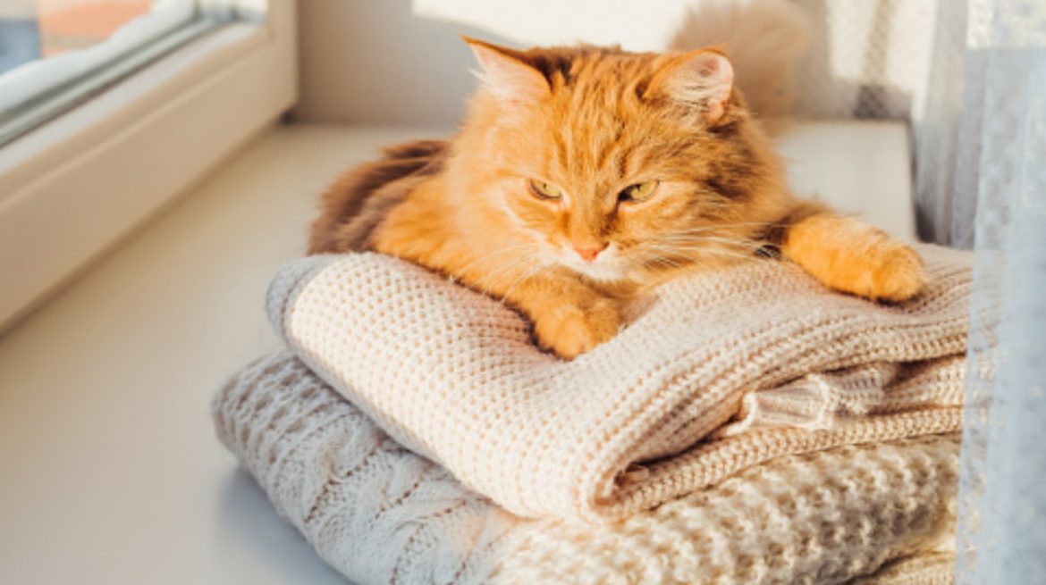 ¡Adiós a los pelos de tu mascota! 5 trucos para quitarlos de forma definitiva