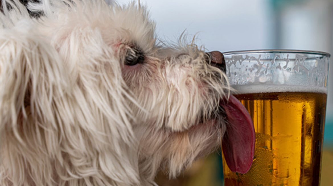 Cerveza para perros