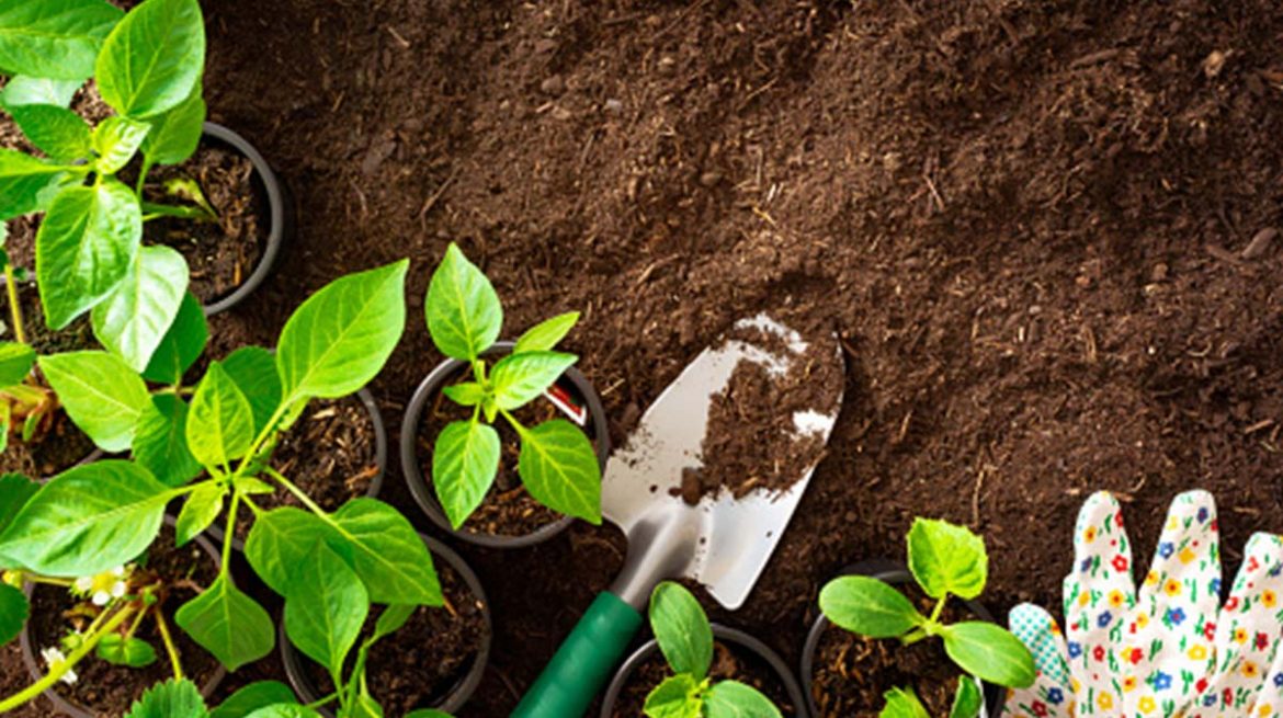 Tierra vieja del jardín