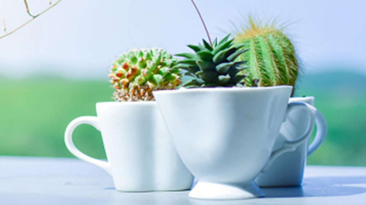 Plantas para interiores