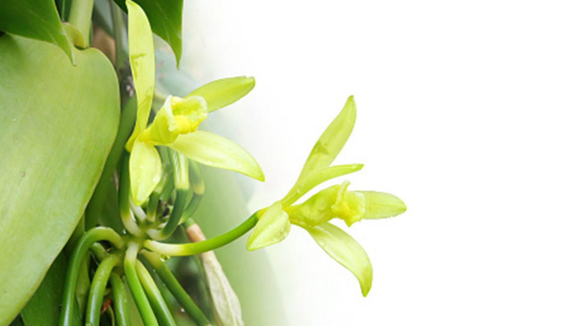 Cómo cultivar vainilla