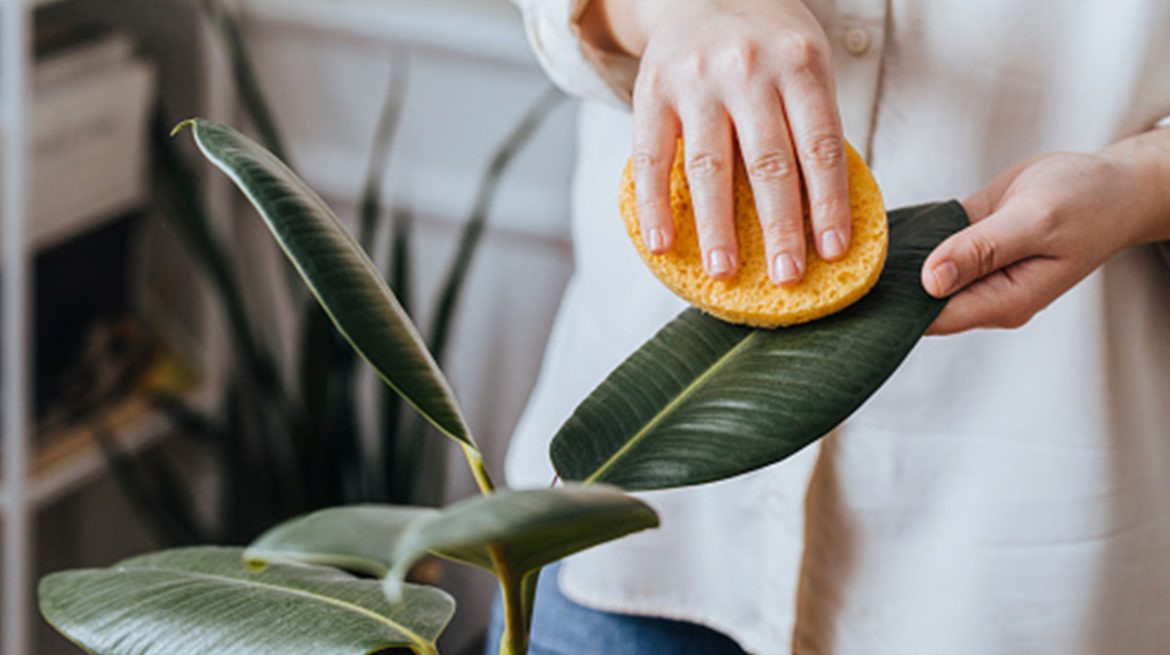 Cómo limpiar plantas correctamente