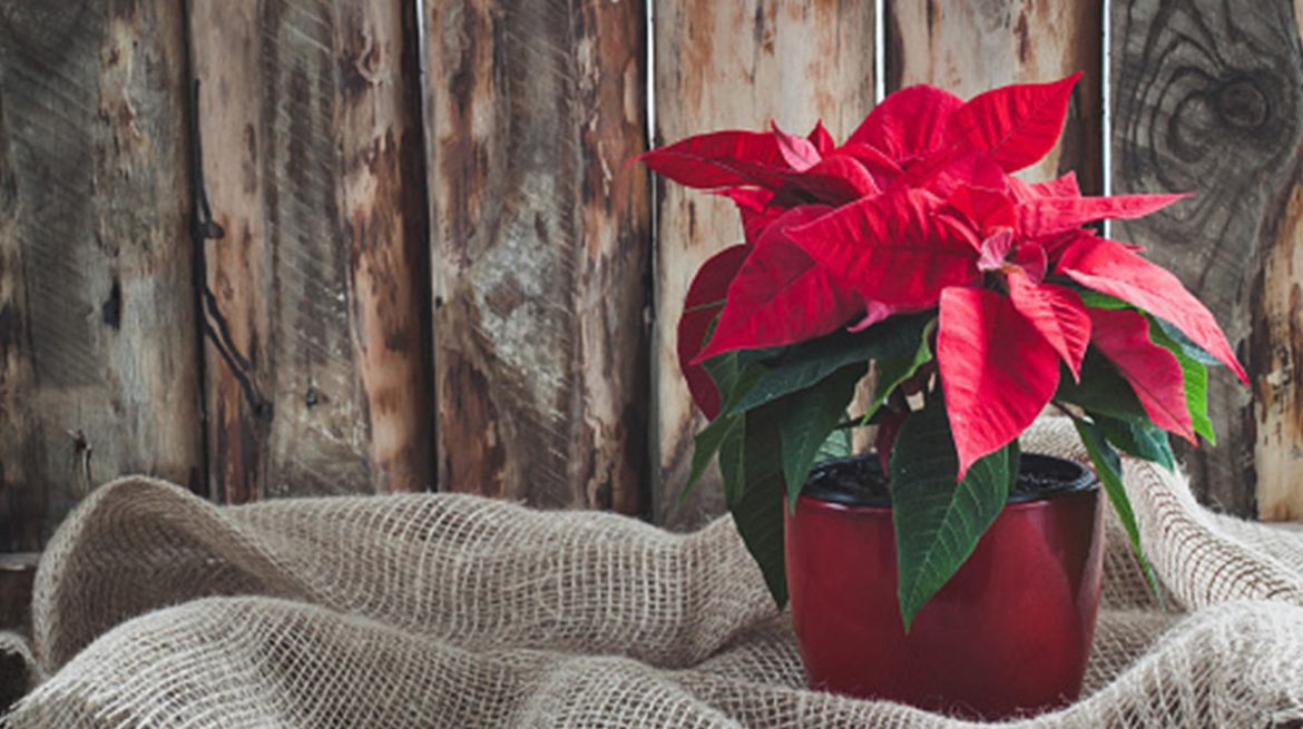 Cómo trasplantar una nochebuena