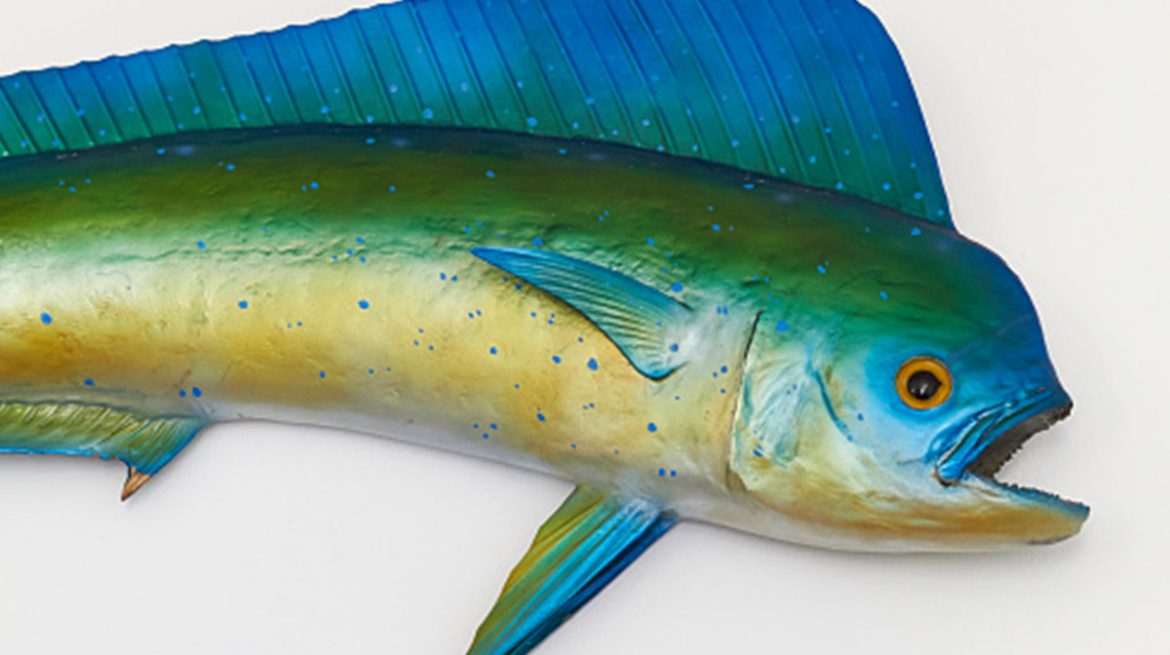 Pescado mahi mahi conoce sus beneficios para tu salud