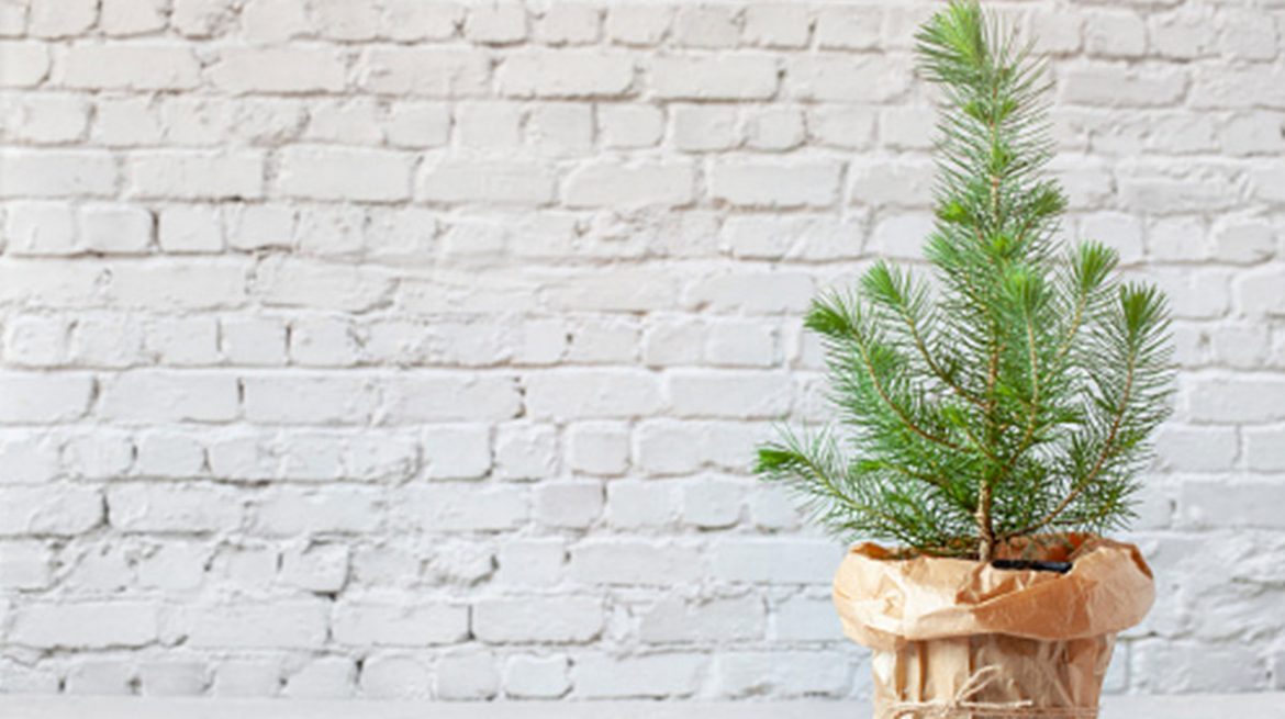 Cómo cuidar un pino enano