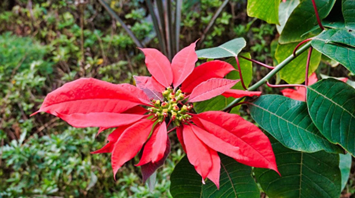 Planta de nochebuena