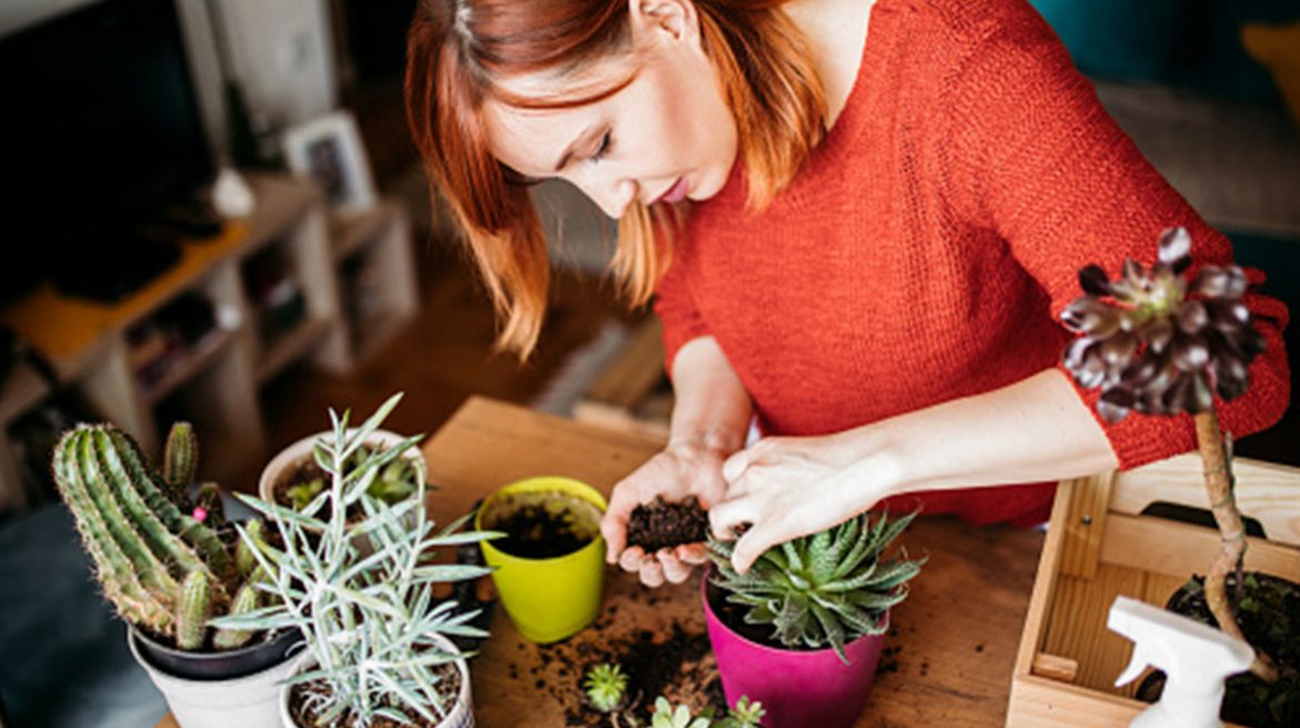 Cómo cuidar una suculenta