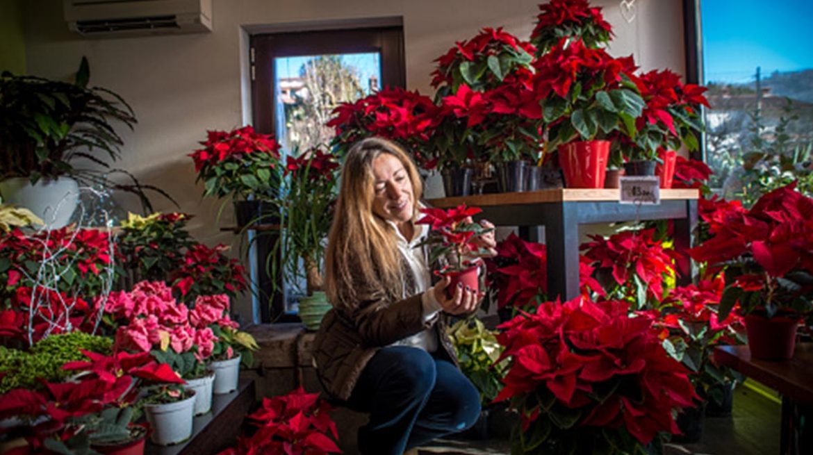 Cómo elegir nochebuenas