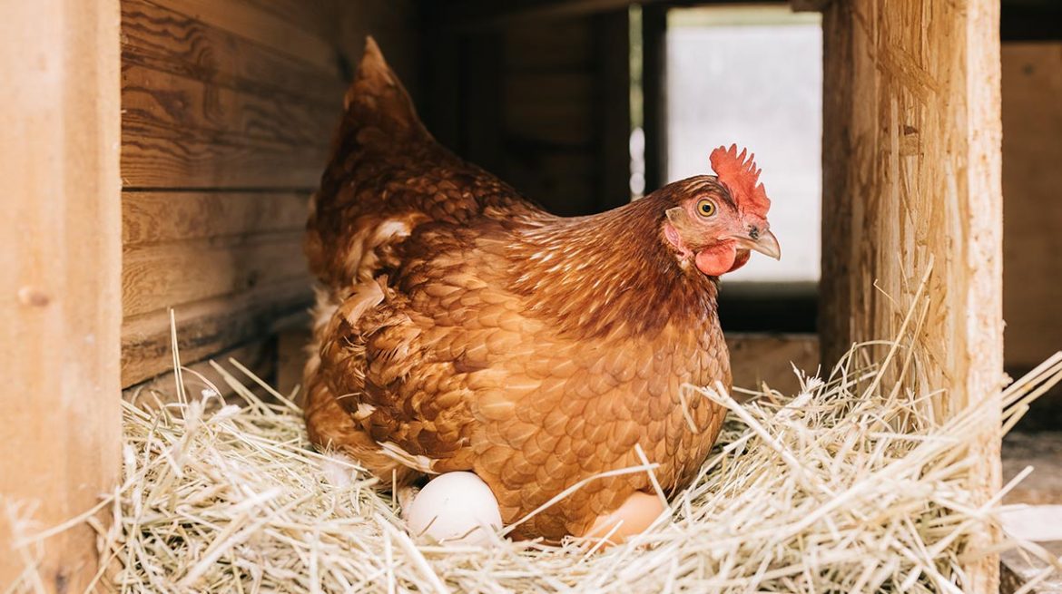 Huevos de gallina orgánicos