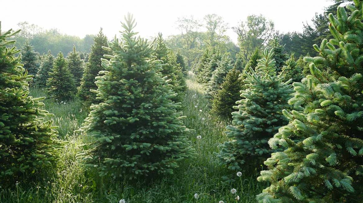 Árbol navideño natural