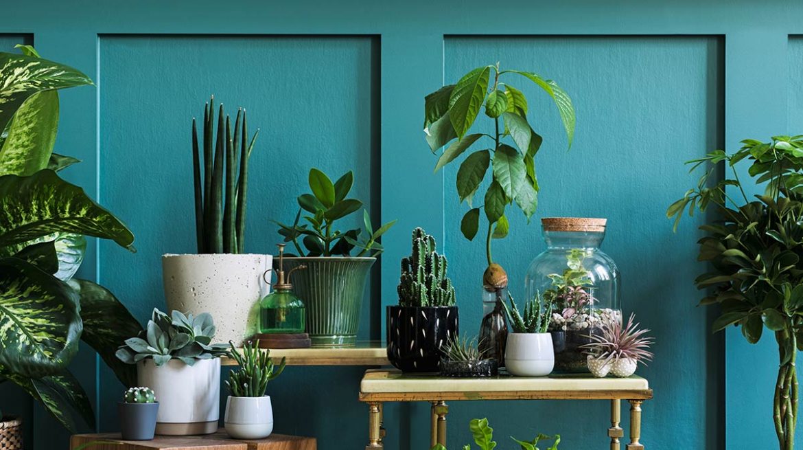 Plantas que no necesitan luz