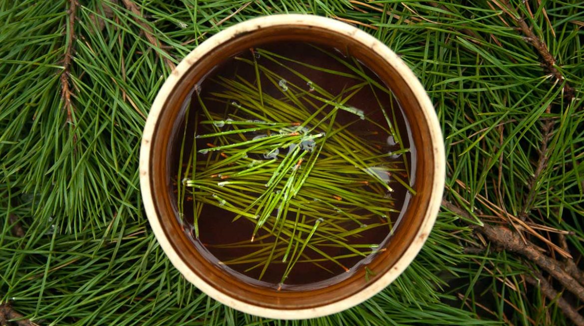 Té de pino